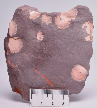 FOSSIL PORPITA LIAONANELLA, MEDUSA, PRE CAMBRIAN, AUSTRALIA F376