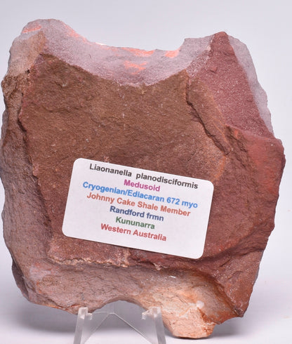 FOSSIL PORPITA LIAONANELLA, MEDUSA, PRE CAMBRIAN, AUSTRALIA F376