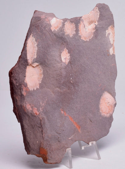 FOSSIL PORPITA LIAONANELLA, MEDUSA, PRE CAMBRIAN, AUSTRALIA F376