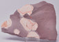 FOSSIL PORPITA LIAONANELLA, MEDUSA, PRE CAMBRIAN, AUSTRALIA F06