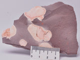 FOSSIL PORPITA LIAONANELLA, MEDUSA, PRE CAMBRIAN, AUSTRALIA F06