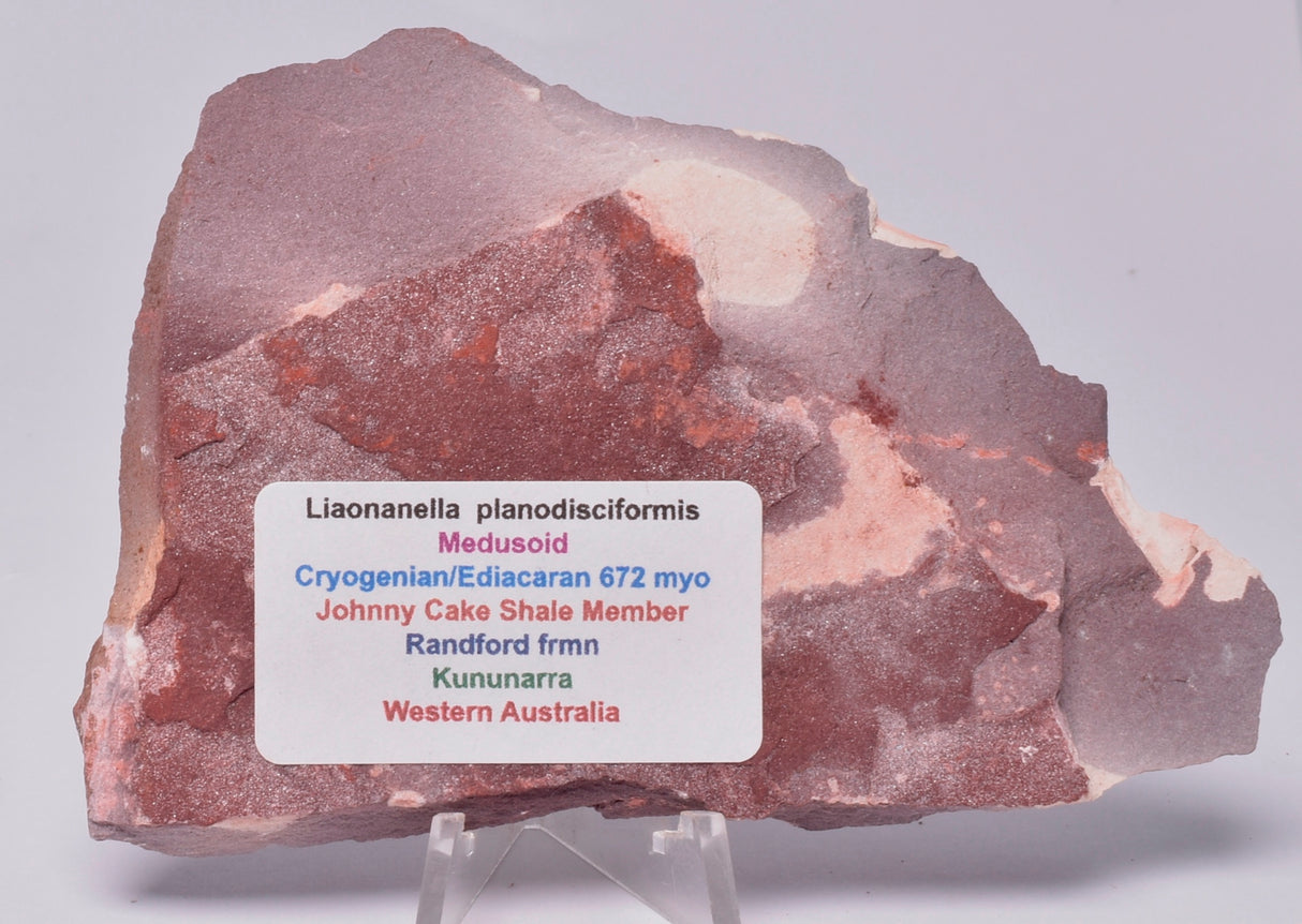 FOSSIL PORPITA LIAONANELLA, MEDUSA, PRE CAMBRIAN, AUSTRALIA F06