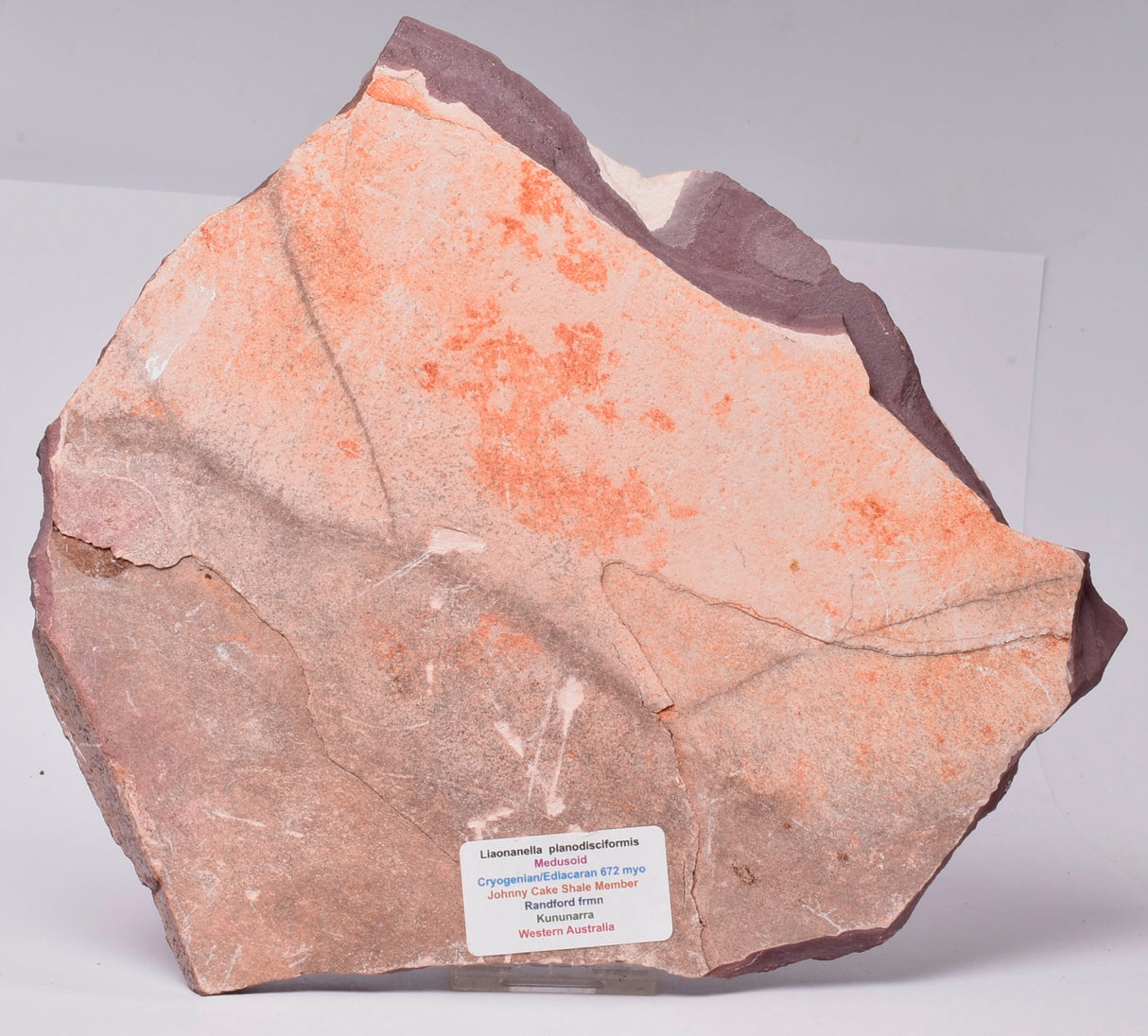 FOSSIL PORPITA LIAONANELLA, MEDUSA, PRE CAMBRIAN, AUSTRALIA S12