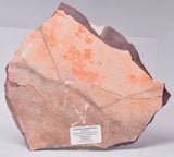 FOSSIL PORPITA LIAONANELLA, MEDUSA, PRE CAMBRIAN, AUSTRALIA S12