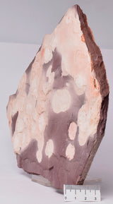 FOSSIL PORPITA LIAONANELLA, MEDUSA, PRE CAMBRIAN, AUSTRALIA S12