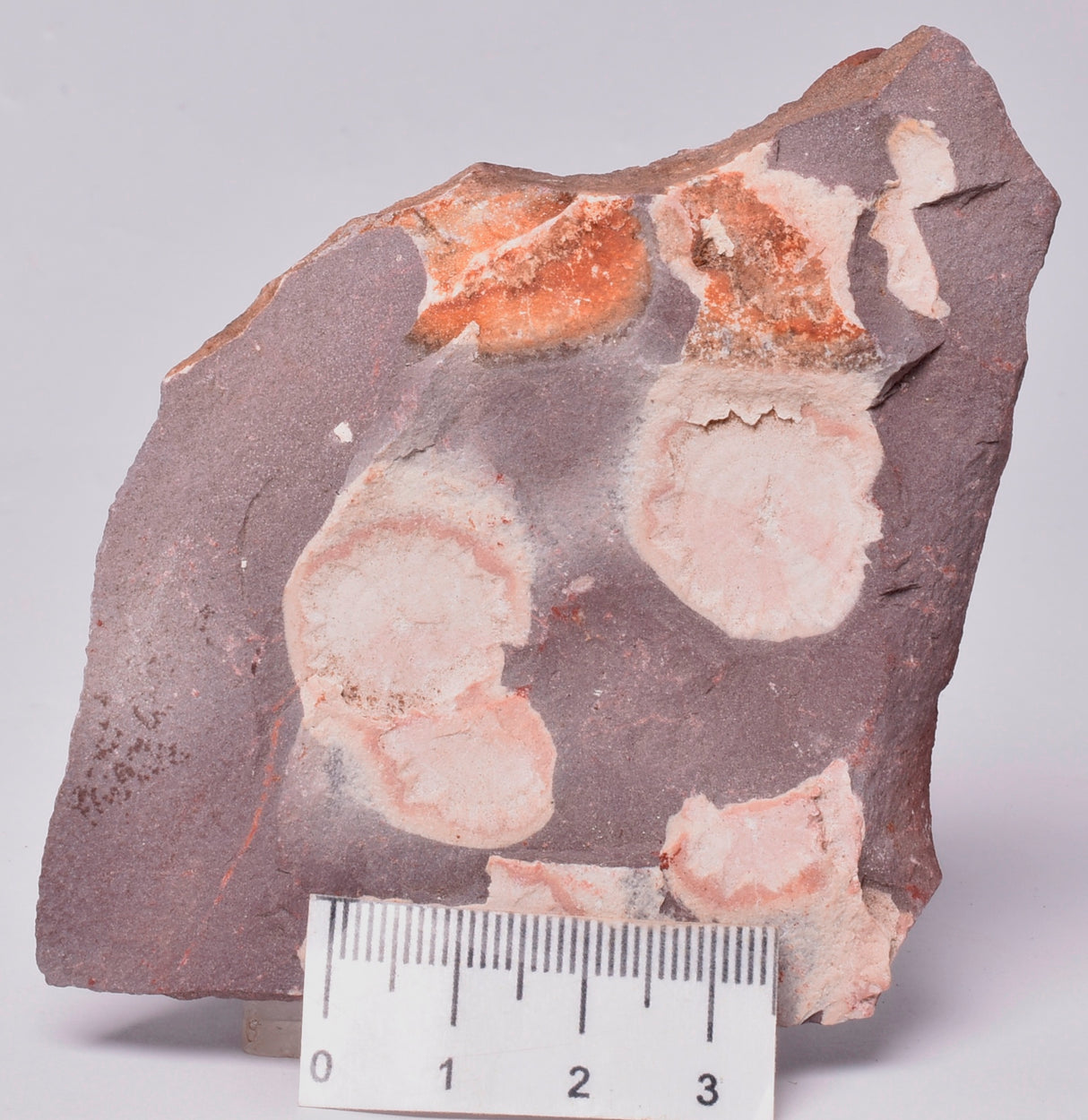 FOSSIL PORPITA LIAONANELLA, MEDUSA, PRE CAMBRIAN, AUSTRALIA F06