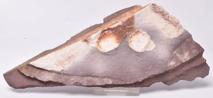 FOSSIL PORPITA LIAONANELLA, MEDUSA, PRE CAMBRIAN, AUSTRALIA F06