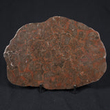INZERIA INTIA STROMATOLITE, Proterozoic, Australia 8VA017