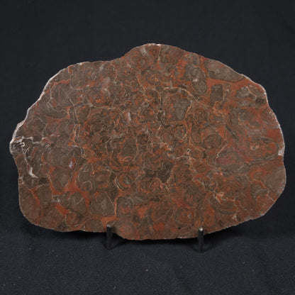 INZERIA INTIA STROMATOLITE, Proterozoic, Australia 8VA017