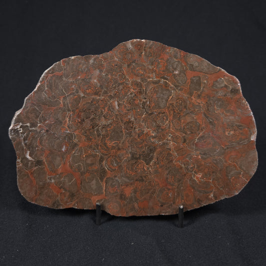 INZERIA INTIA STROMATOLITE, Proterozoic, Australia 8VA017