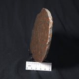 INZERIA INTIA STROMATOLITE, Proterozoic, Australia 8VA017