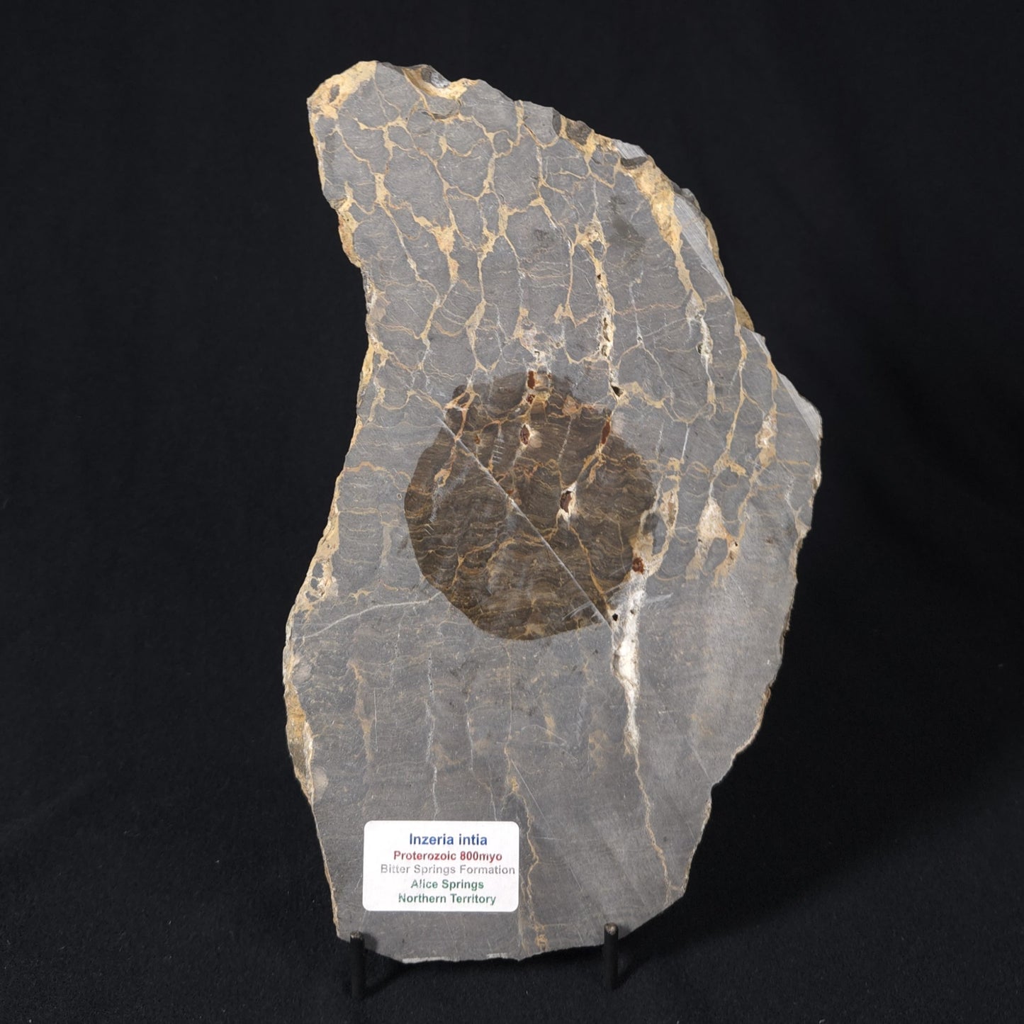 INZERIA INTIA STROMATOLITE, Proterozoic, Australia 8VA018