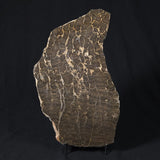 INZERIA INTIA STROMATOLITE, Proterozoic, Australia 8VA018