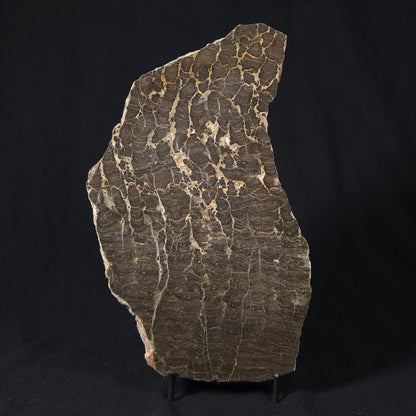 INZERIA INTIA STROMATOLITE, Proterozoic, Australia 8VA018