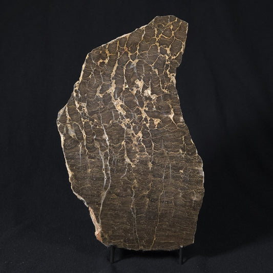 INZERIA INTIA STROMATOLITE, Proterozoic, Australia 8VA018
