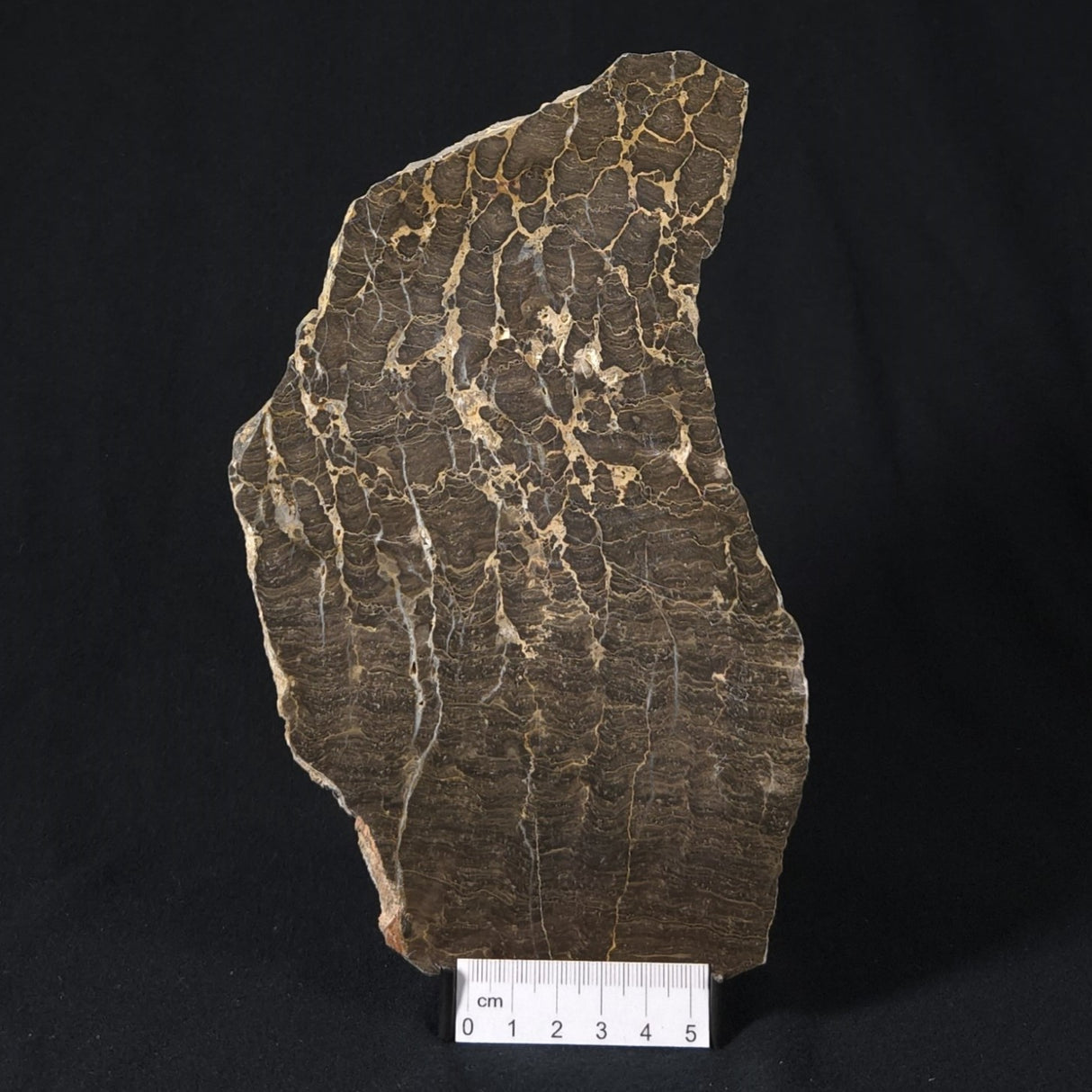 INZERIA INTIA STROMATOLITE, Proterozoic, Australia 8VA018