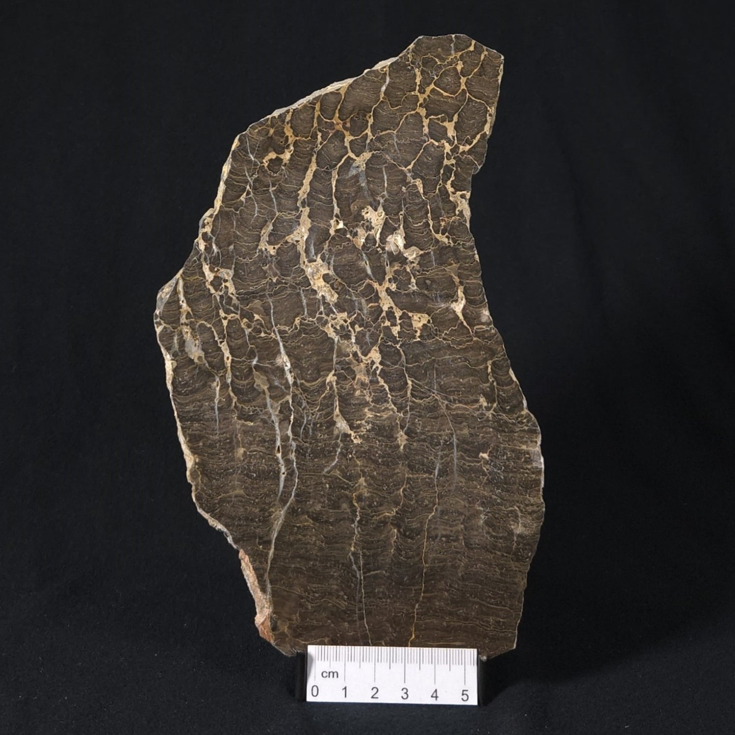 INZERIA INTIA STROMATOLITE, Proterozoic, Australia 8VA018