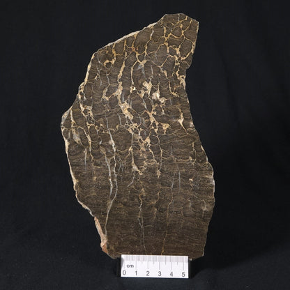 INZERIA INTIA STROMATOLITE, Proterozoic, Australia 8VA018