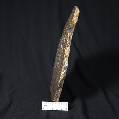 INZERIA INTIA STROMATOLITE, Proterozoic, Australia 8VA018