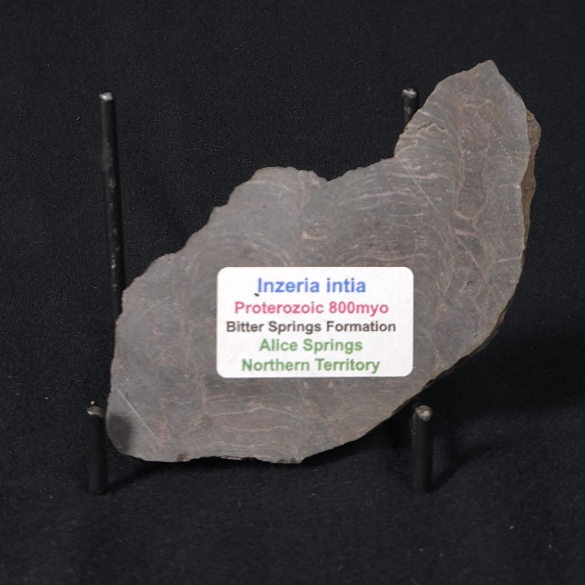 INZERIA INTIA STROMATOLITE, Proterozoic, Australia 8VA019