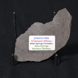 INZERIA INTIA STROMATOLITE, Proterozoic, Australia 8VA019