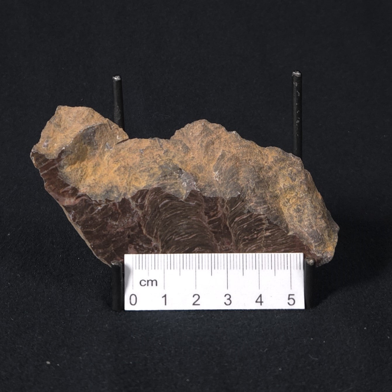 INZERIA INTIA STROMATOLITE, Proterozoic, Australia 8VA019