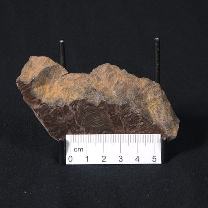 INZERIA INTIA STROMATOLITE, Proterozoic, Australia 8VA019