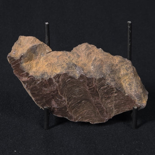 INZERIA INTIA STROMATOLITE, Proterozoic, Australia 8VA019