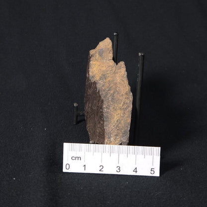 INZERIA INTIA STROMATOLITE, Proterozoic, Australia 8VA019