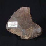INZERIA INTIA STROMATOLITE, Proterozoic, Australia 8VA020