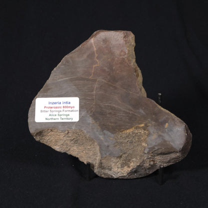 INZERIA INTIA STROMATOLITE, Proterozoic, Australia 8VA020