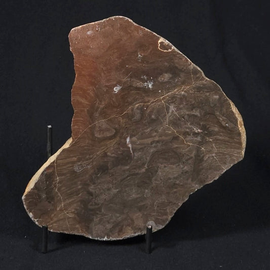 INZERIA INTIA STROMATOLITE, Proterozoic, Australia 8VA020