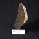 INZERIA INTIA STROMATOLITE, Proterozoic, Australia 8VA020