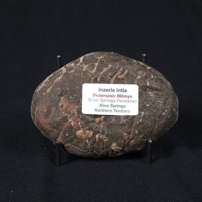 INZERIA INTIA STROMATOLITE, Proterozoic, Australia 8VA021