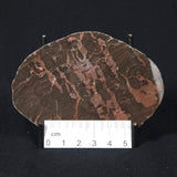 INZERIA INTIA STROMATOLITE, Proterozoic, Australia 8VA021