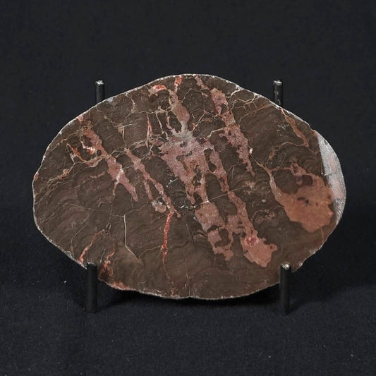 INZERIA INTIA STROMATOLITE, Proterozoic, Australia 8VA021