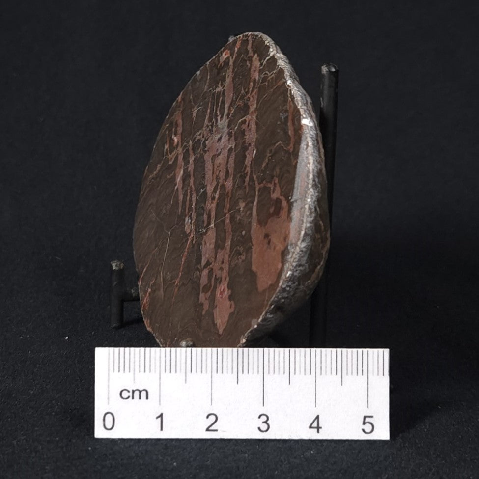 INZERIA INTIA STROMATOLITE, Proterozoic, Australia 8VA021