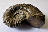 AMMONITE, Tropaeum jackii, WALSH RIVER, AUSTRALIA F204