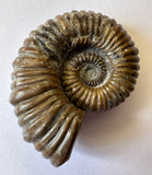 AMMONITE, Tropaeum jackii, WALSH RIVER, AUSTRALIA F201