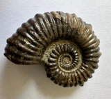 AMMONITE, Tropaeum jackii, WALSH RIVER, AUSTRALIA F204