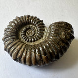 AMMONITE, Tropaeum jackii, WALSH RIVER, AUSTRALIA F204