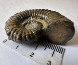 AMMONITE, Tropaeum jackii, WALSH RIVER, AUSTRALIA F204