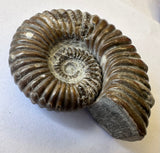 AMMONITE, Tropaeum jackii, WALSH RIVER, AUSTRALIA F201