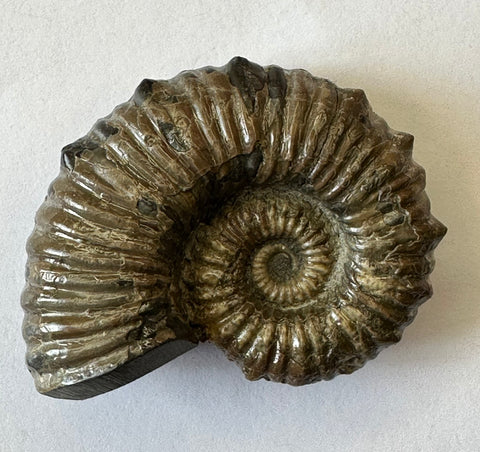 AMMONITE, Tropaeum jackii, WALSH RIVER, AUSTRALIA F202