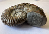 AMMONITE, Tropaeum jackii, WALSH RIVER, AUSTRALIA F201