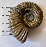 AMMONITE, Tropaeum jackii, WALSH RIVER, AUSTRALIA F201