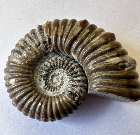 AMMONITE, Tropaeum jackii, WALSH RIVER, AUSTRALIA F201