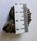 AMMONITE, Tropaeum jackii, WALSH RIVER, AUSTRALIA F204