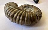 AMMONITE, Tropaeum jackii, WALSH RIVER, AUSTRALIA F201