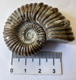 AMMONITE, Tropaeum jackii, WALSH RIVER, AUSTRALIA F201
